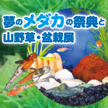 メダカの祭典 松菱百貨店6階催事場