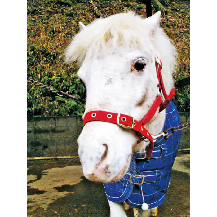 春のダコタフェア